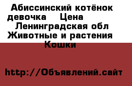 Абиссинский котёнок, девочка  › Цена ­ 15 000 - Ленинградская обл. Животные и растения » Кошки   